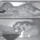 The animals displayed many social behaviors during their time in captivity.